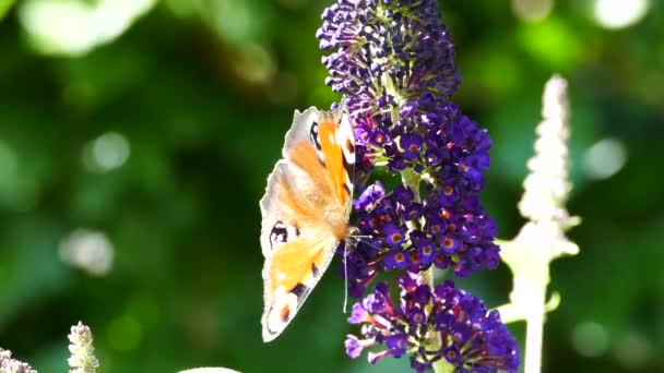 Pfauenschmetterling Auf Einem Buddleja Summen Arhus Dänemark — Stockvideo