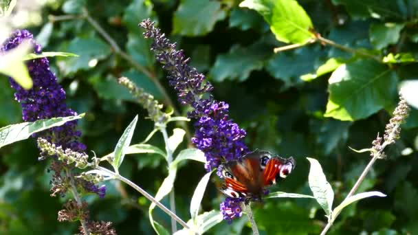 Mariposa Del Pavo Real Zumbido Buddleja Arhus Dinamarca — Vídeo de stock