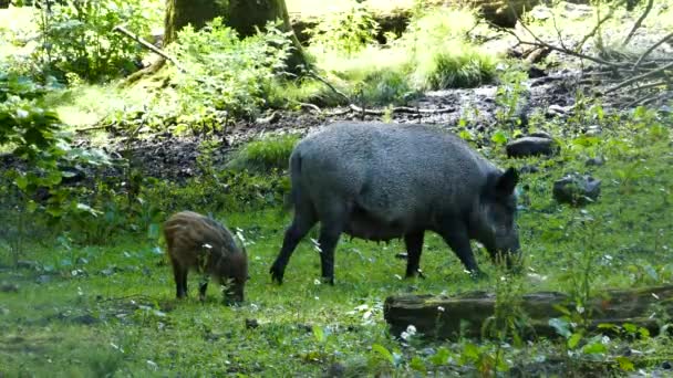 Jabalí Salvaje Con Bebé Parque Arhus Dinamarca — Vídeos de Stock