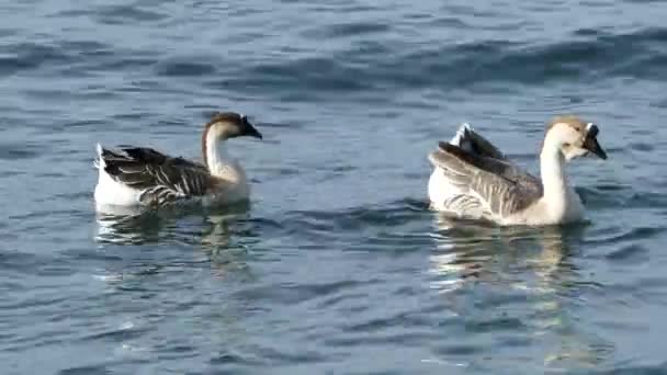 Goose Mediterranean Sea Neo Marmaras Greece — Stock Video