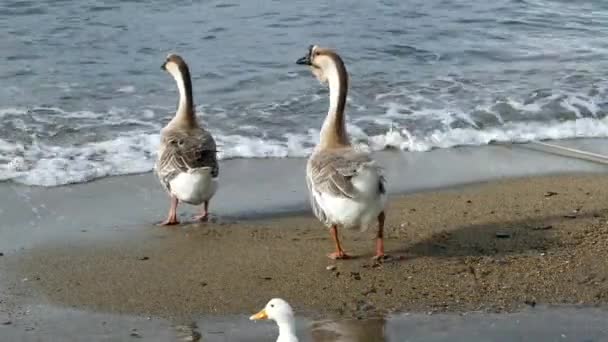 Yunanistan Neo Marmaras Sahilinde Kaz Ördekler Yürüyor — Stok video
