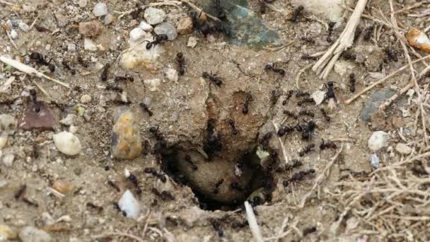 Ants Colony Ethniko Ygrotopiko Parko Delta Evrou Greece — Stock Video