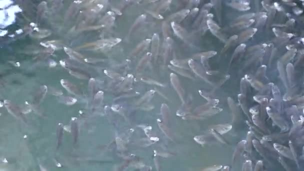 Poisson Dans Étang Parc National Hortobagy Hongrie — Video