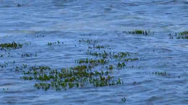 Seaweed Water Village Marmari Greece — Stock Video