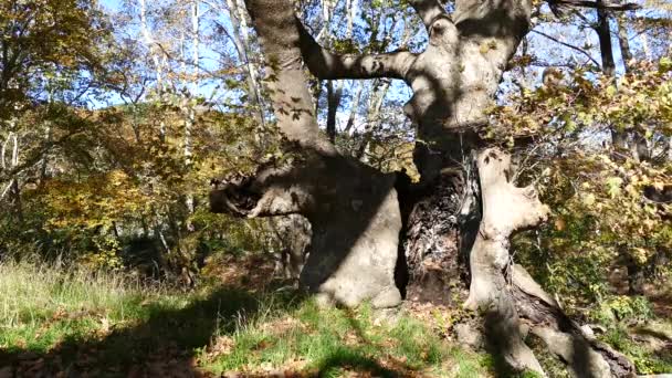 Yunanistan Platamonas Çevresinde Sonbaharda Büyük Ağaç — Stok video