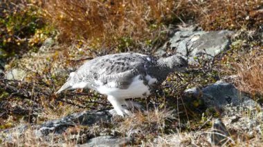 Finlandiya 'da Pallas Yllstunturi Milli Parkı' nda bir gölün yanında sonbahar renkleri