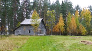 Finlandiya 'nın Patvinsuo Ulusal Parkı ormanında sonbahar boyunca ahşap kulübe