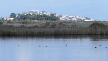 Yunanistan 'daki Igroviotopos Moustou parkında göldeki kuşlar