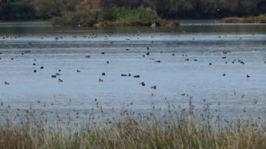 Yunanistan 'daki Amvrakikos Ulusal Parkı' nda göldeki ördekler