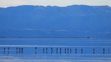 Yunanistan 'daki Amvrakikos Ulusal Parkı' ndaki bir göldeki flamingolar