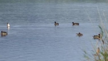 Yunanistan 'daki Igroviotopos Moustou parkında bir gölde ördekler