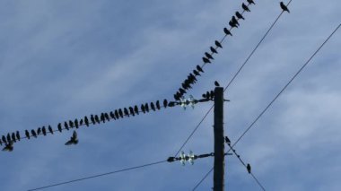 Yunanistan 'ın amvrakikos bataklığının ulusal parkında elektrik direğindeki küçük kuşlar