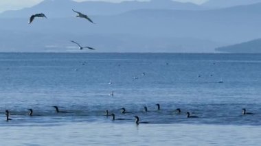 Yunanistan 'ın amvrakikos bataklıkları Ulusal Parkı' ndaki bir gölde su altında dalarken geçen bir grup karabatak.