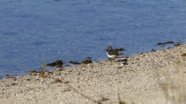 Lefkada Limanı 'nda Ortak Çulluk