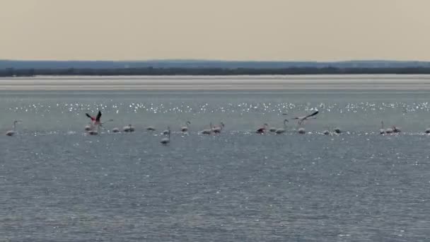 Grupp Flamingos Vid Sjön Ethniko Ygrotopiko Parko Delta Evrou Grekland — Stockvideo