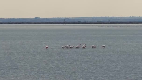 Groupe Flamants Roses Lac Dans Ethniko Ygrotopiko Parko Delta Evrou — Video