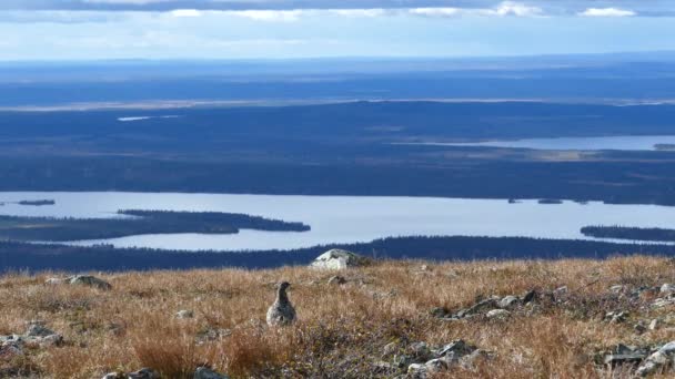 Ptarmigan Bird Pallas Yllstunturi National Park Finland — Stock Video