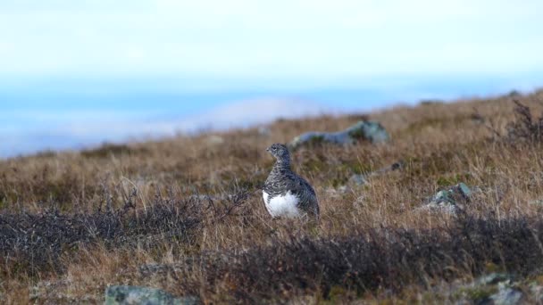 Ptarmigan Fågel Pallas Yllstunturi Nationalpark Finland — Stockvideo