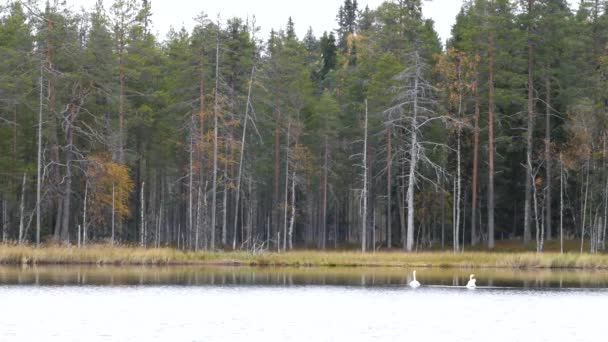 Svanar Sjö Vid Elimyssalos Naturreservat — Stockvideo