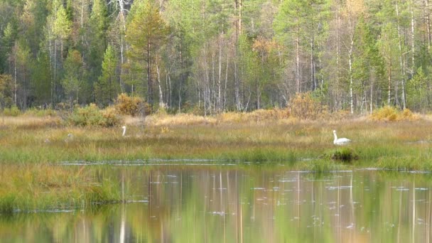 Finlandiya Daki Oulanka Ulusal Parkı Nda Göl Kıyısında Bir Kuğu — Stok video