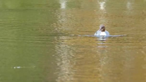 Penyelam Merganser Biasa Menyelam Bawah Air Kolam Taman Nasional Oulanka — Stok Video