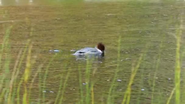 Merganser commun plongeant sous l'eau dans un étang au parc national d'Oulanka en Finlande