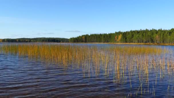 Sjön Hösten Patvinsuo Nationalpark Finland — Stockvideo