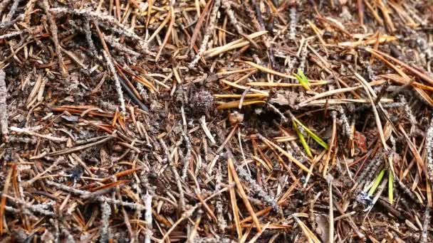 Ameisen Auf Einem Ameisenhaufen Pyha Luosto Nationalpark Finnland — Stockvideo