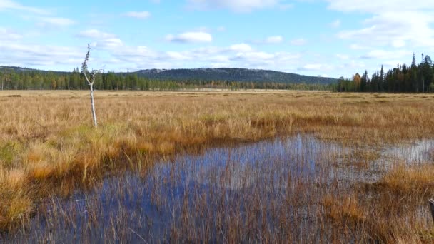 Våtmarker Pyha Luosto Nationalpark Finland — Stockvideo