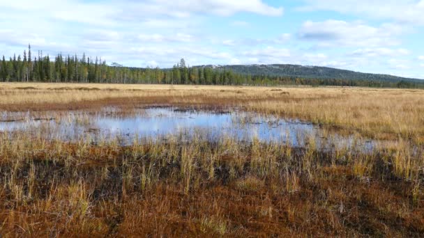 Prairies Humides Dans Parc National Pyha Luosto Finlande — Video