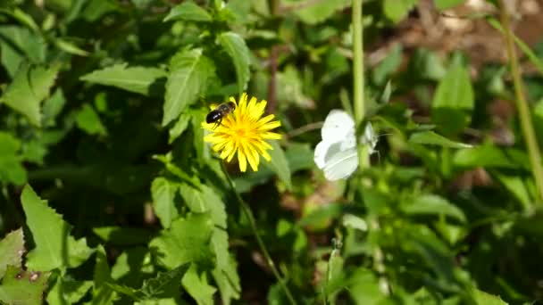 Biene Schiebt Einen Schmetterling Aus Einem Löwenzahn Amvrakikos Nationalpark Griechenland — Stockvideo
