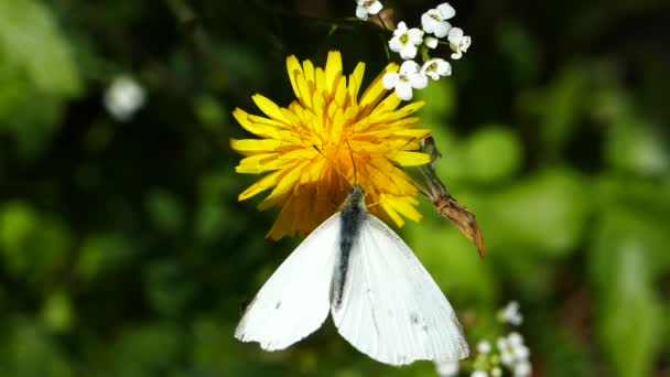 Schmetterling Sammelt Nektar Aus Einem Löwenzahn Amvrakikos Nationalpark Griechenland — Stockvideo