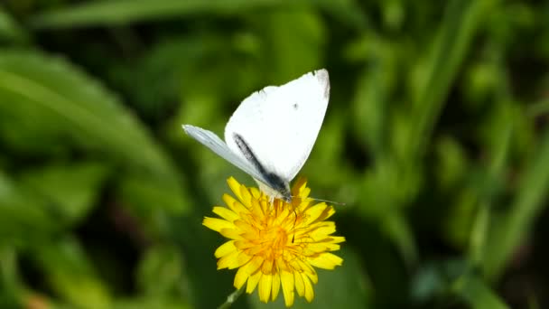 Schmetterling Sammelt Nektar Aus Einem Löwenzahn Amvrakikos Nationalpark Griechenland — Stockvideo