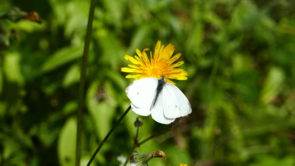 Mariposa Recolectando Néctar Diente León Parque Nacional Amvrakikos Grecia — Vídeos de Stock