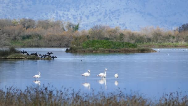 Flamingos Mit Kormoranen Hintergrund Nationalpark Amvrakikos Feuchtgebiete Griechenland — Stockvideo