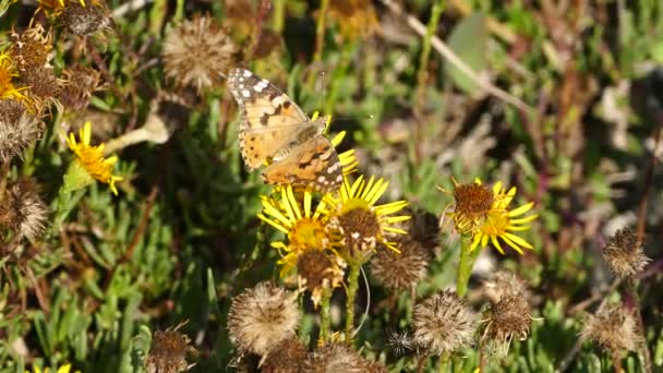 Plain Tiger Butterfly Flying Away Igroviotopos Moustou Park Greece — Stock video