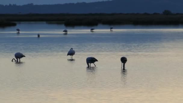 Flamingos Bei Sonnenuntergang Einem See Nationalpark Amvrakikos Feuchtgebiete Griechenland — Stockvideo