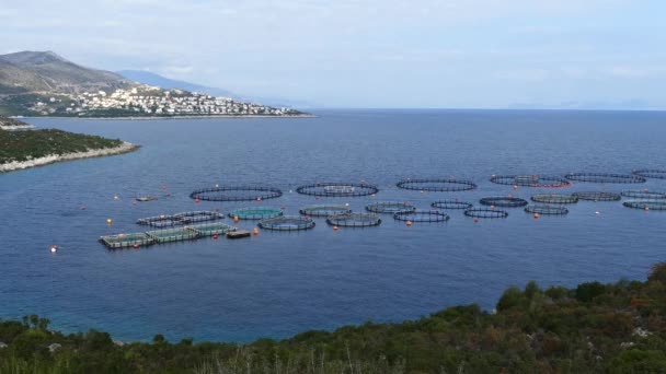 Fischzucht Entlang Der Küste Des Igroviotopos Moustou Parks Griechenland — Stockvideo