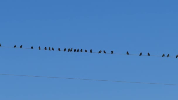 Little Birds Electric Wire National Park Amvrakikos Wetlands Greece — Stock Video