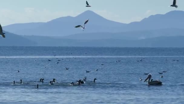 Pelikan Pływający Pomiędzy Grupą Kormoranów Nad Jeziorem Parku Narodowym Amvrakikos — Wideo stockowe