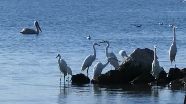 Velká Egrets Nábřeží Pelikánem Pozadí Národním Parku Amvrakikos Mokřady Řecko — Stock video