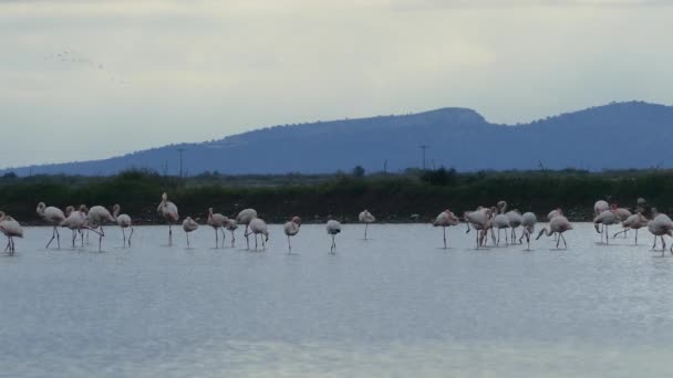 Flamingos Lake Ethniko Parko Limnothalasson Greece — Stock Video