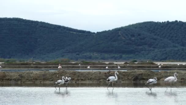 Flamingos Jezeře Ethniko Parko Limnothalasson Řecko — Stock video