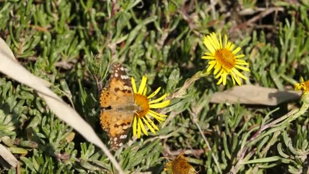 Schmetterling Und Biene Auf Einem Löwenzahn Igroviotopos Moustou Park Griechenland — Stockvideo