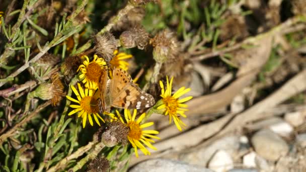 Yunanistan Igroviotopos Moustou Sarı Çiçekte Sade Kaplan Kelebeği — Stok video