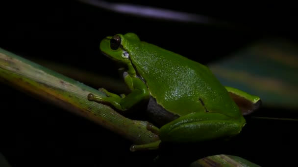 Rana Verde Del Árbol Sentada Una Rama Noche Grecia — Vídeos de Stock