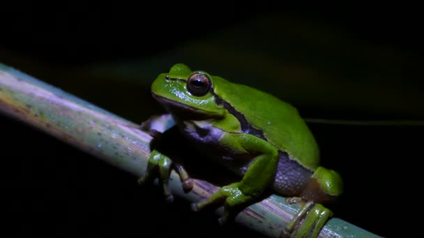Green Tree Frog Sitting Branch Night Greece — Stock Video