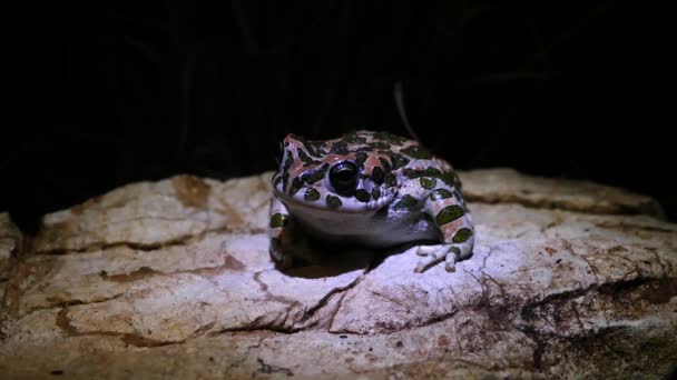 Yunanistan Geceleyin Bir Kayanın Üzerinde Avrupa Yeşil Kurbağası — Stok video