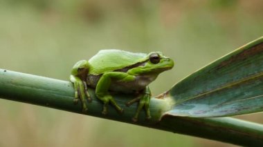 Yunanistan 'da bir dalda oturan yeşil ağaç kurbağası