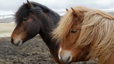 Soğuk rüzgarlı havada iki İzlanda atı